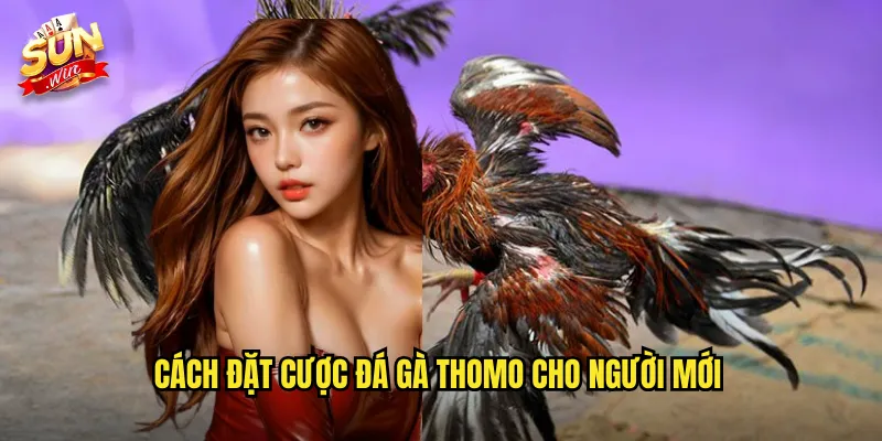 Đá Gà Thomo Sunwin SH - Xem Trực Tiếp Mọi Trận Đấu Đỉnh Cao 3 Cách đặt cược đá gà thomo cho người mới