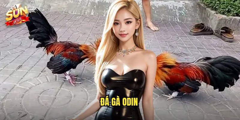 Đá Gà Odin Sunwin SH - Thần Thoại Bắc Âu Trong Thế Giới Đá Gà Trực Tuyến 1 đá gà Odin