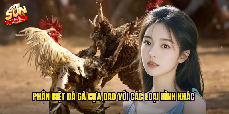 Đá Gà Cựa Dao Sunwin SH - Môn Thể Thao Mạo Hiểm Dành Cho Cao Thủ 2 Phân biệt đá gà cựa dao với các loại hình khác